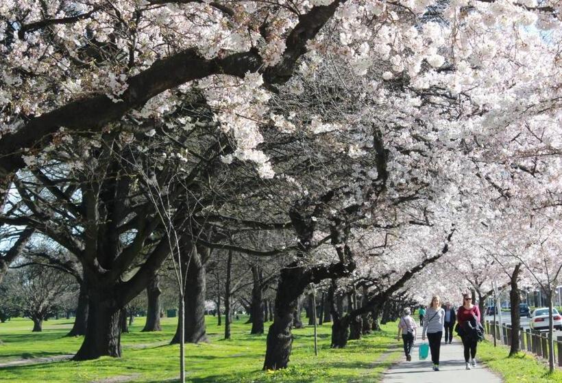 هاستل Chester St Backpackers