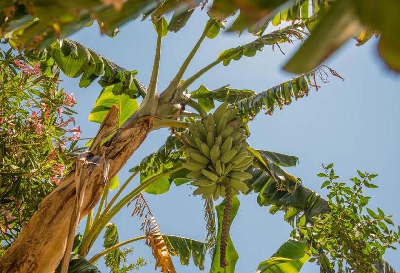 B&b Sa Domo De Sos Massaios