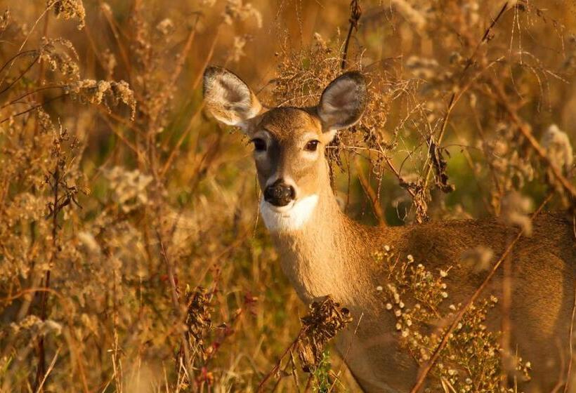 Free Standing Vacation House Garden, Private Jacuzzi, Veluwe Woods