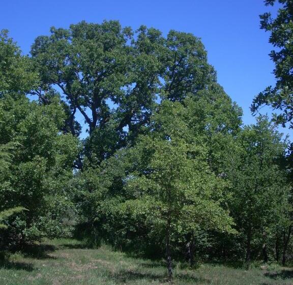 فندق Agriturismo Il Pratone