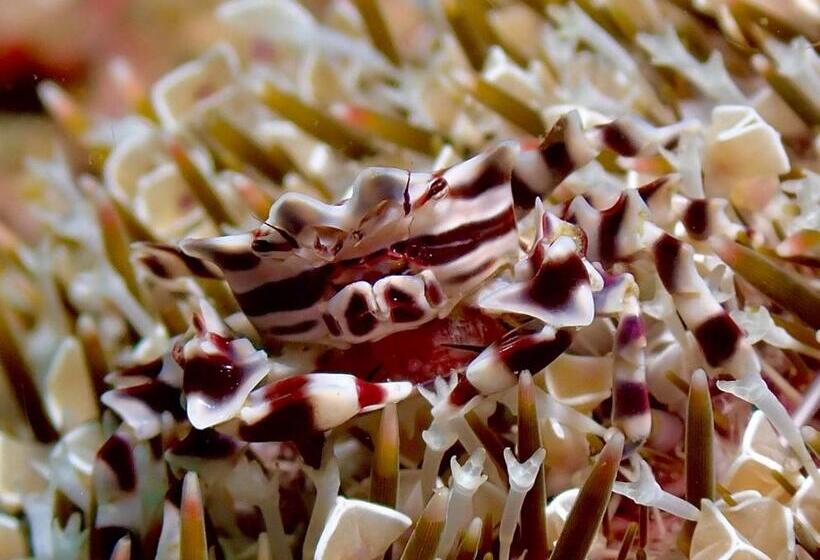 Little Mermaid Dive Resort