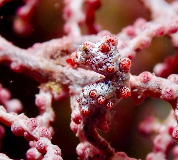 Little Mermaid Dive Resort