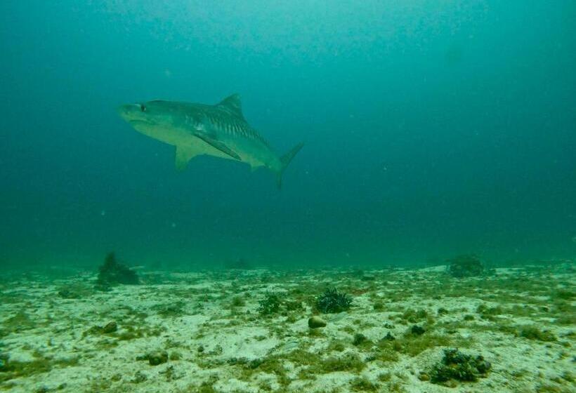 Little Mermaid Dive Resort