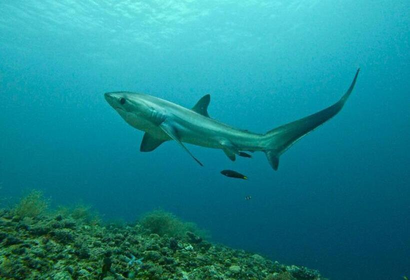 Little Mermaid Dive Resort