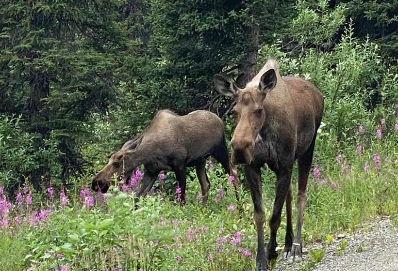 Denali Rv Park & Motel