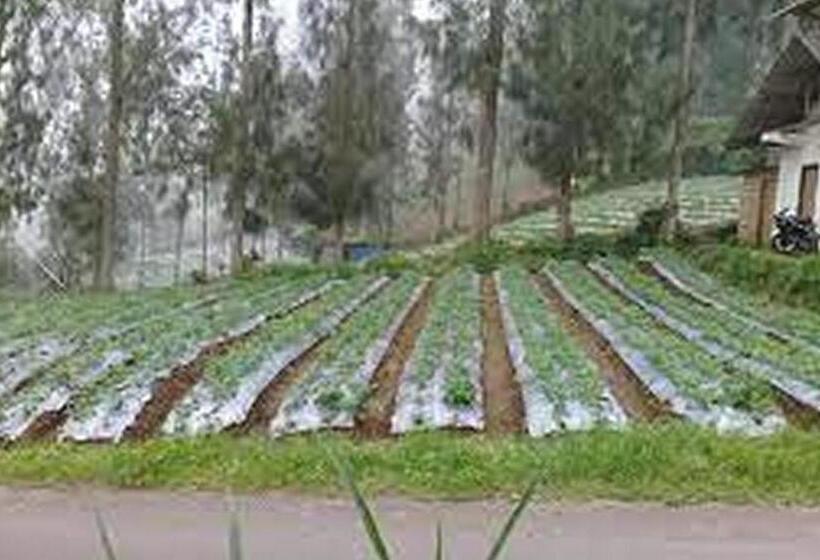 호텔 Gebby Homestay Bromo Redpartner