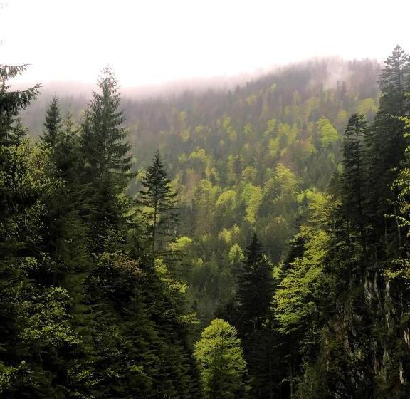 بنسيون Cabana Din Pădure