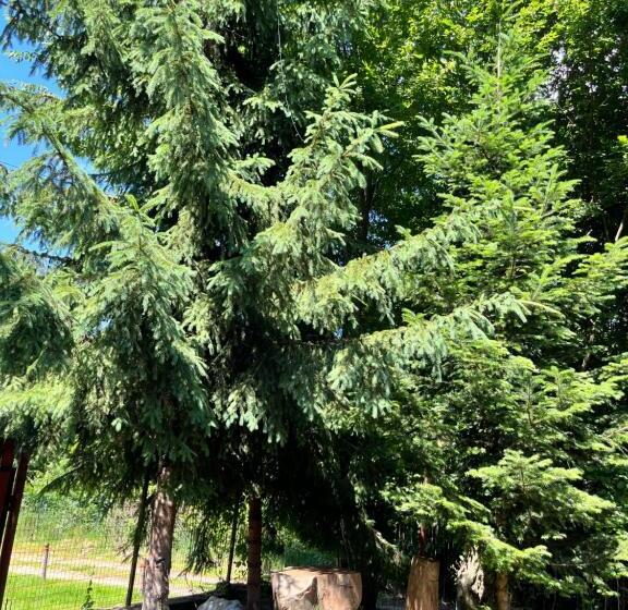 بنسيون Cabana Din Pădure