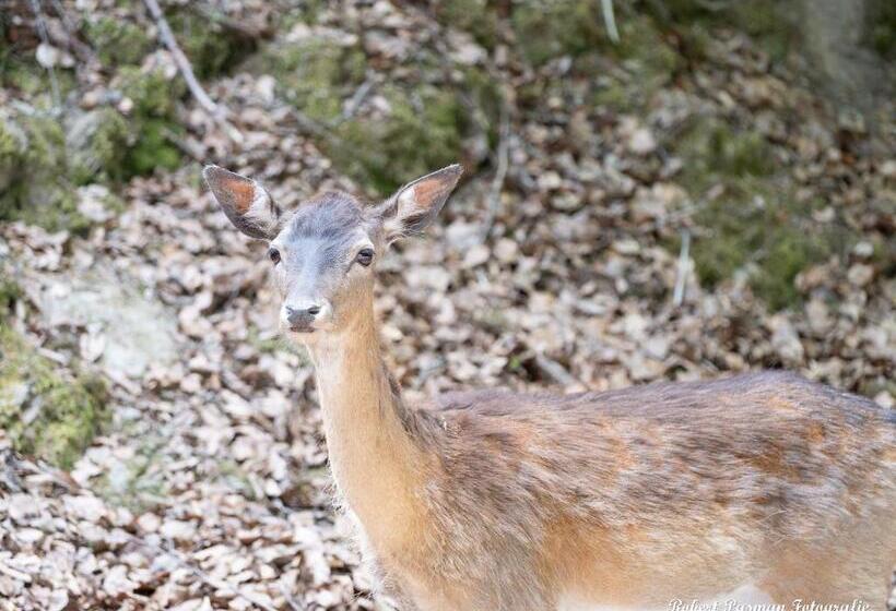 Der Eifel Perle Manderscheid