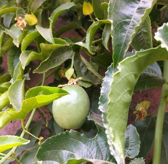 Villa Nathalie Marrakech