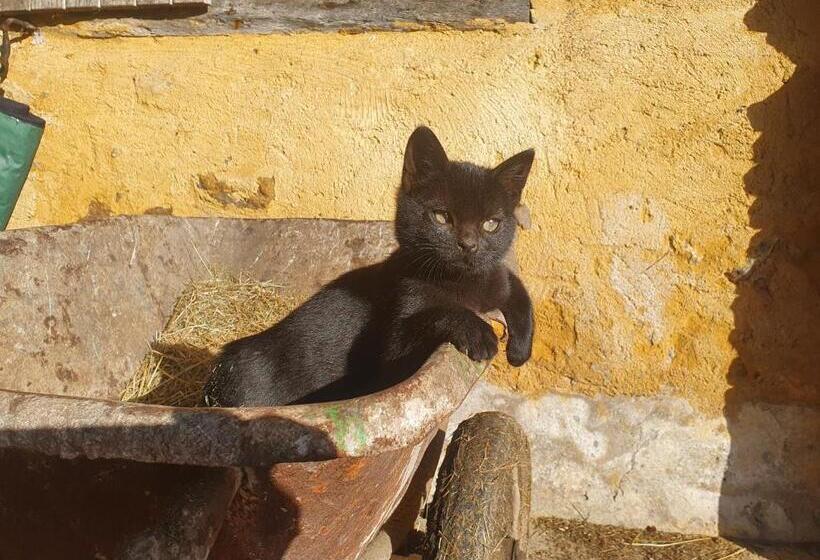 ベッドアンドブレックファースト Ferme équestre & Chambres D Hôtes Gateau Stables Proche Guédelon