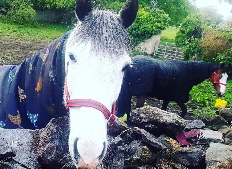 ベッドアンドブレックファースト Ferme équestre & Chambres D Hôtes Gateau Stables Proche Guédelon