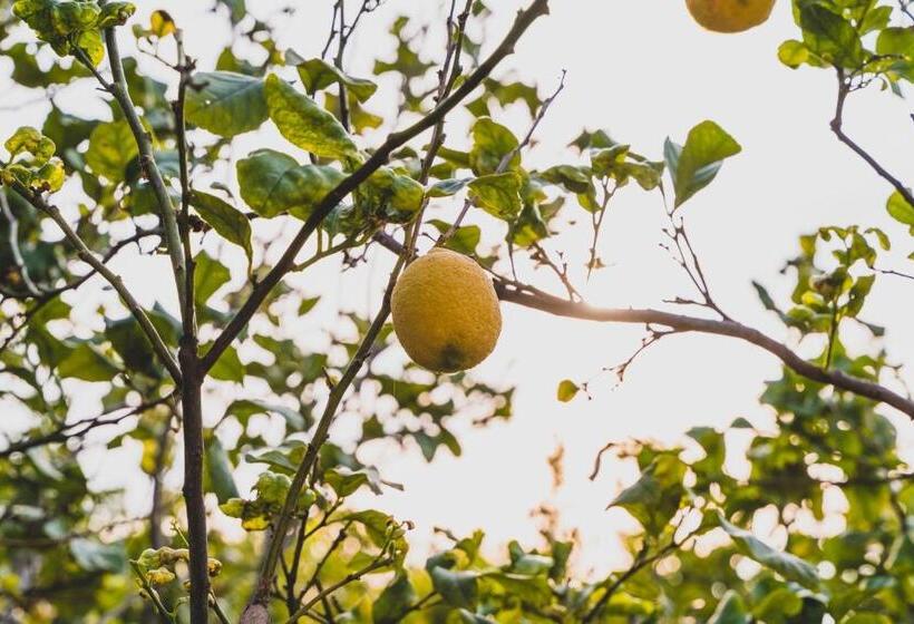 ベッドアンドブレックファースト Il Limoneto Rooms