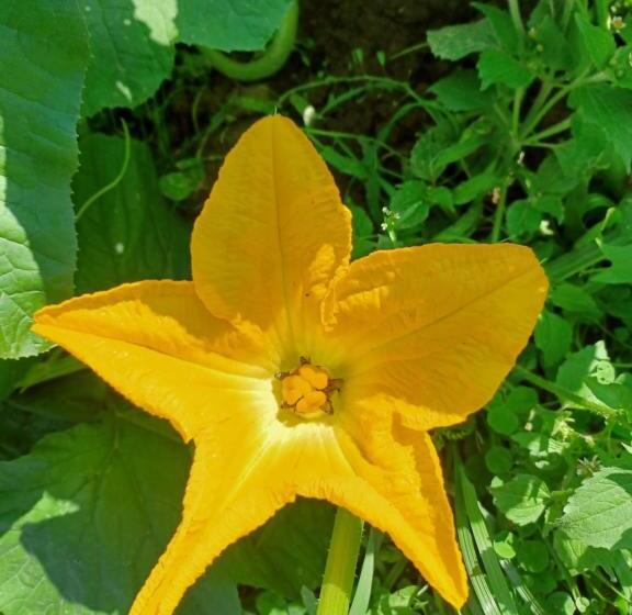 Pensiunea Agroturistica Casa Pribegilor