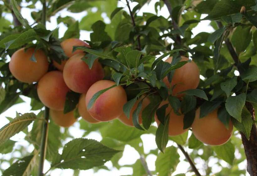 Ecolodge Selvitelle   Disconnect And Re Connect With Nature