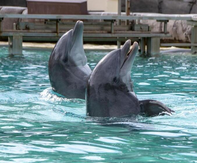 Il Nido Di Chloe Cod. Citra 011027 Lt 0239