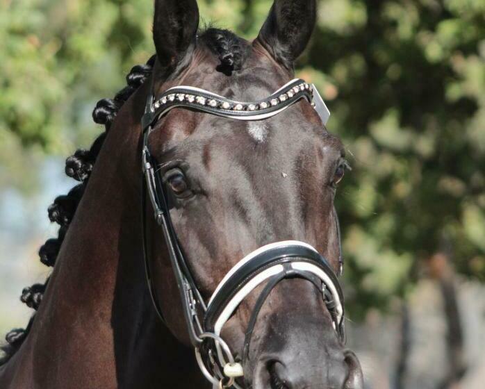 Les Gîtes Du Héron Cendré Mimosas Et Amandiers