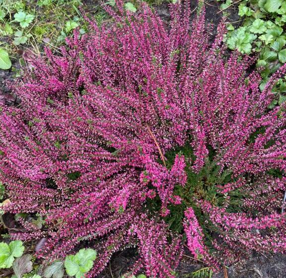 Ferienhaus Unter Reet Im Heidedorf Sankt Dionys Bei Lüneburg