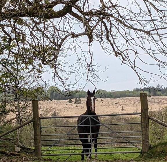 Neigh S Gate