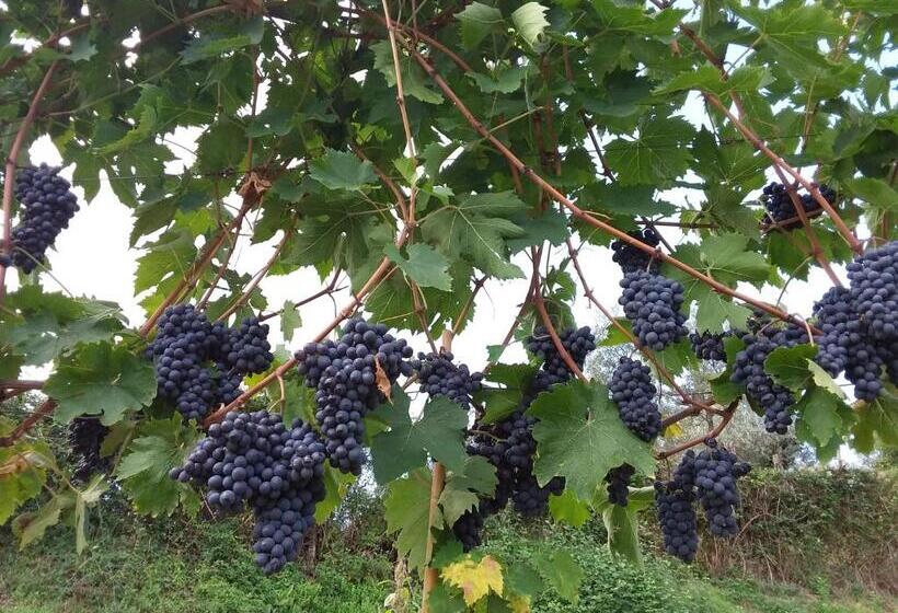 펜션 Agriturismo Podere Somigli Di Lorenzo Correani