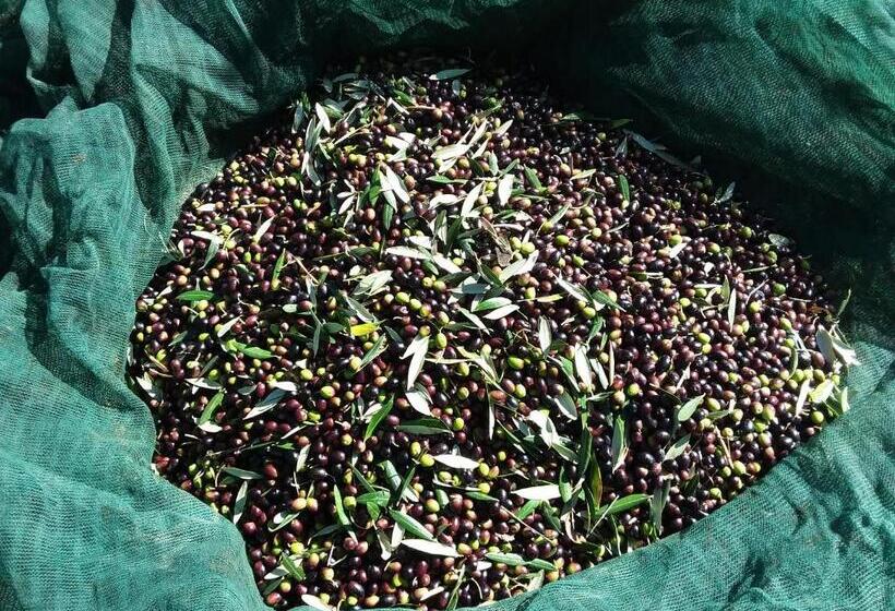 펜션 Agriturismo Podere Somigli Di Lorenzo Correani