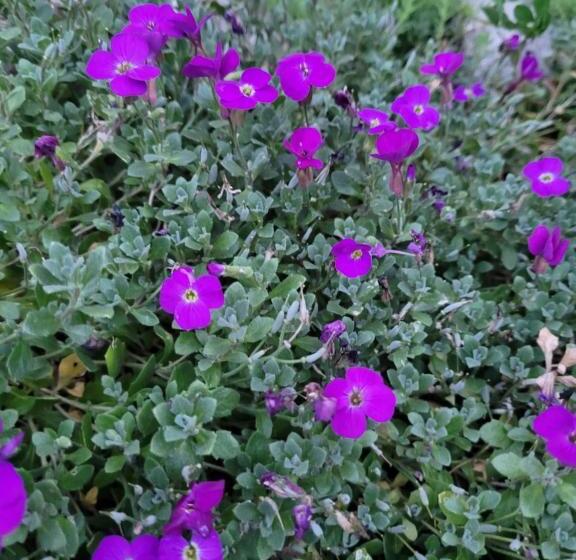 ペンション Anda Vendégház