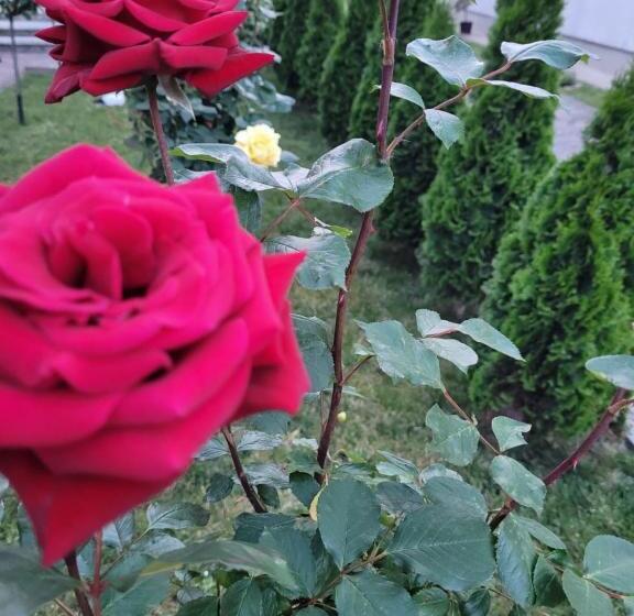 ペンション Anda Vendégház