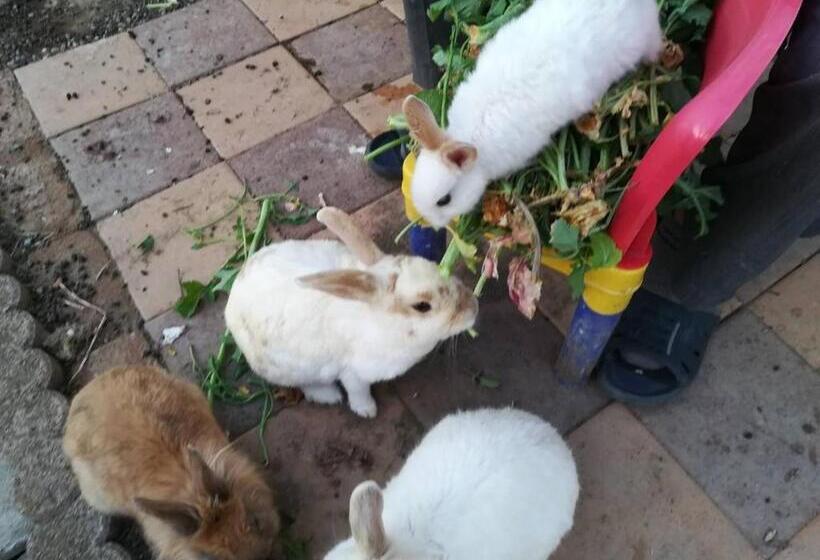 펜션 Kōnotori No Sato No Yado   Vacation Stay 11112