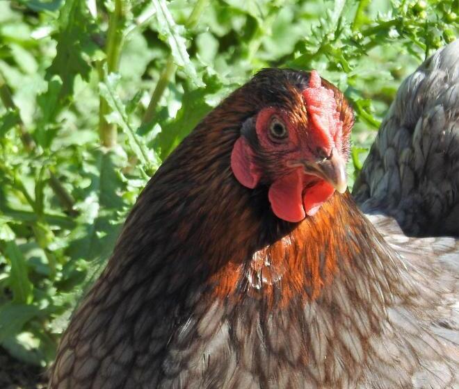 Stenlid   Med Naturen Och Lugnet I Fokus