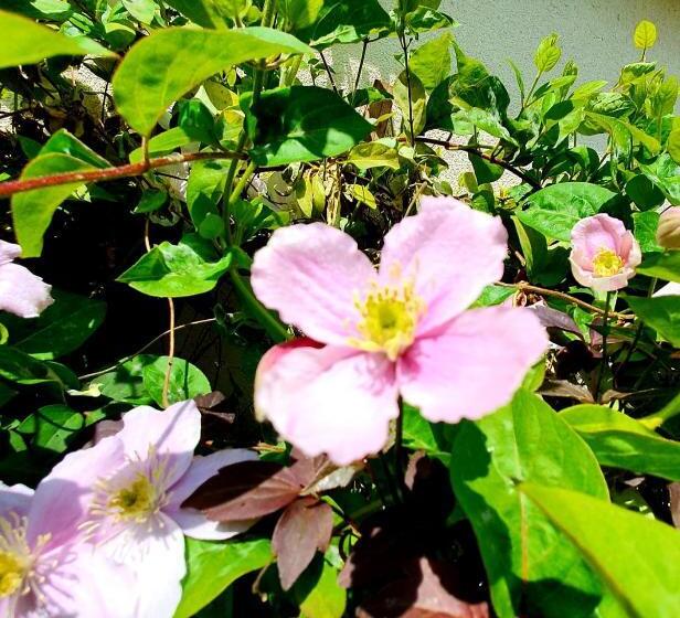 West Park Annex Central Wolverhampton