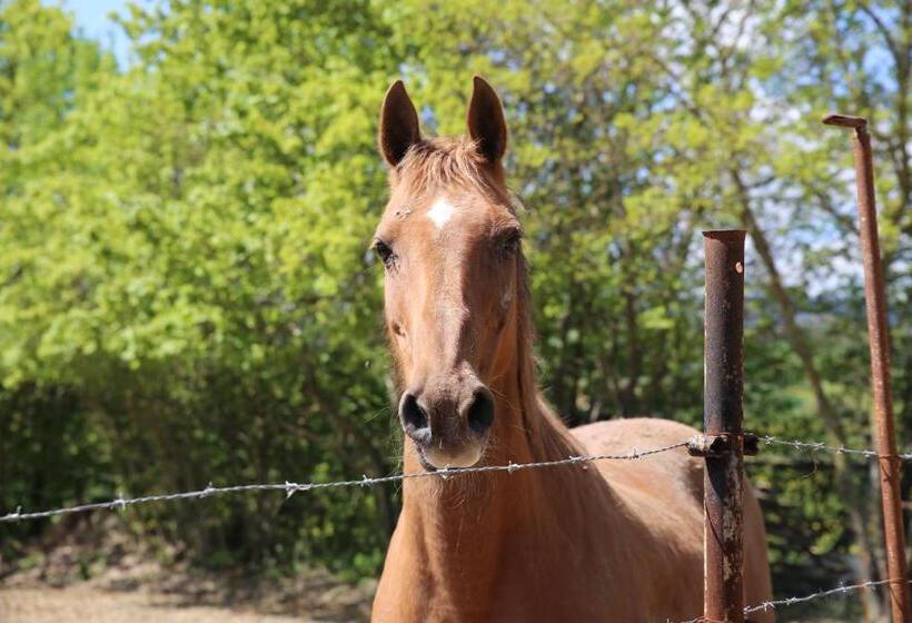 Appartamenti Il Palazzaccio