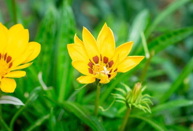 Appartamenti Le Ginestre 10