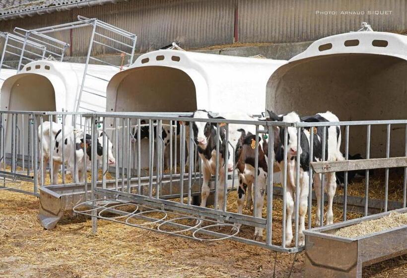 Gîte Familial Ferme Des Aujes Falaen