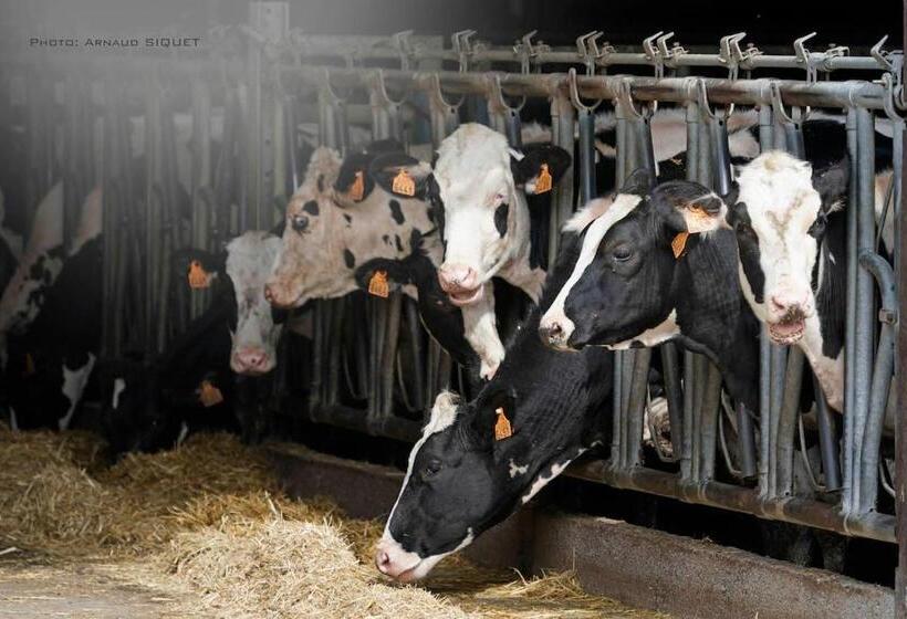 Gîte Familial Ferme Des Aujes Falaen