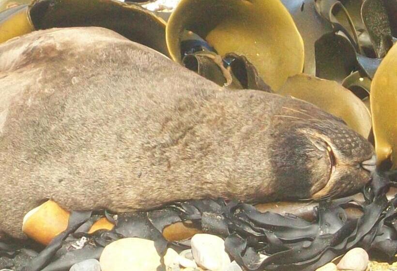 펜션 Catlins Retreat B & B