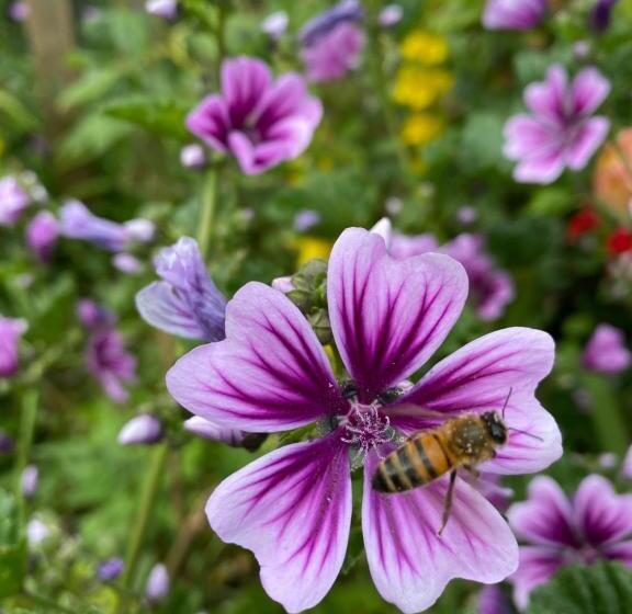 Quiet Edwardian Era House, Painswick
