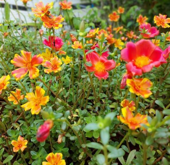 Hotelli ชาลีรีสอร์ท ชุมพร