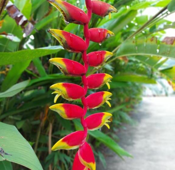 Hotelli ชาลีรีสอร์ท ชุมพร