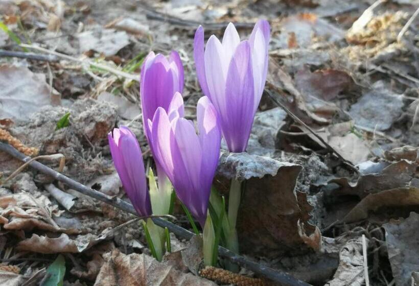 Пансион къща за гости кануш войвода