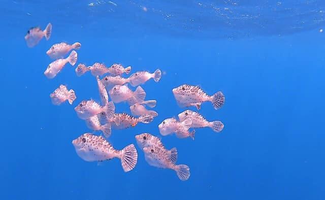 Utopia In Palm Beach