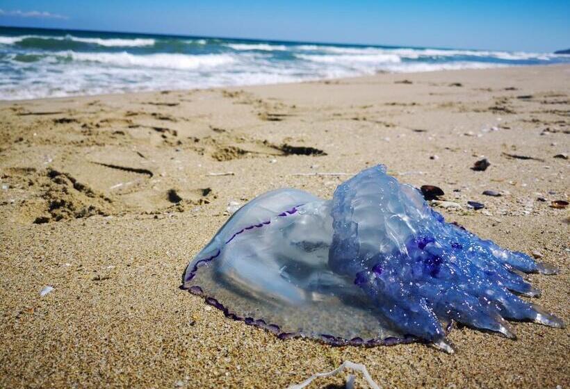 Auberge Hôtelière Weißer Schwan белият лебед