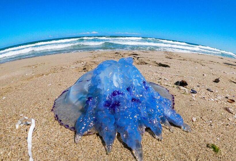 Auberge Hôtelière Weißer Schwan белият лебед