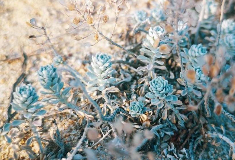 Auberge Hôtelière Weißer Schwan белият лебед