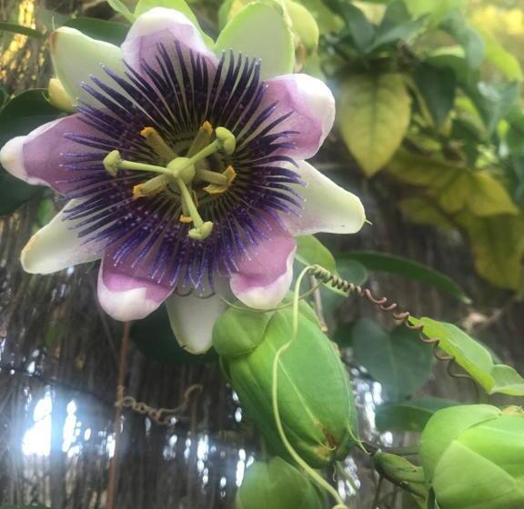 민박 Casa Flora Mijas Costa Andalusië