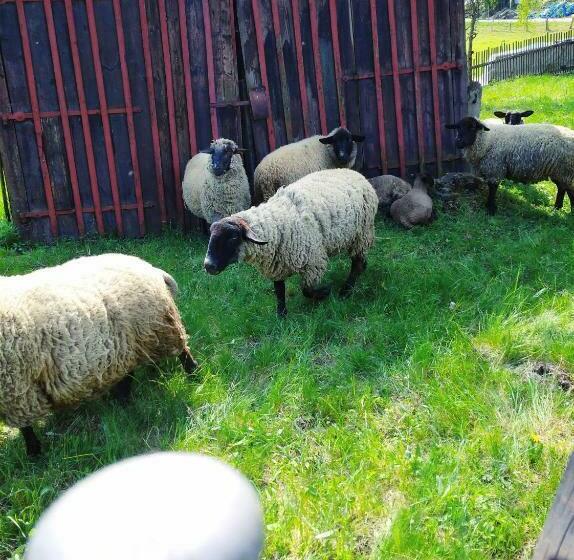 פנסיון Penzion U Lucerny S Malou Farmičkou