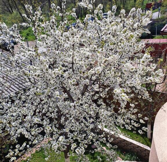 Pensiunea Cireșul Alb