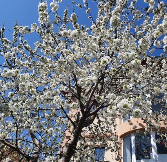 Pensiunea Cireșul Alb