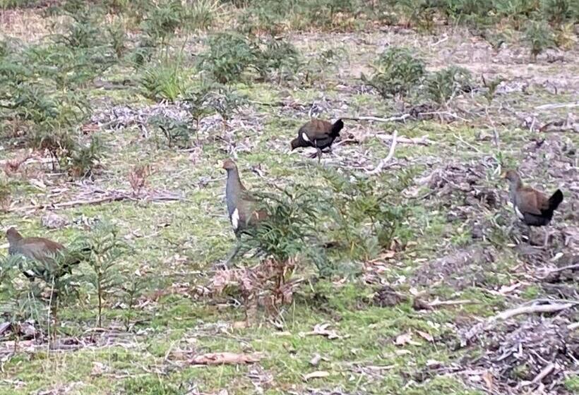 Aruma Cottage Bruny Island