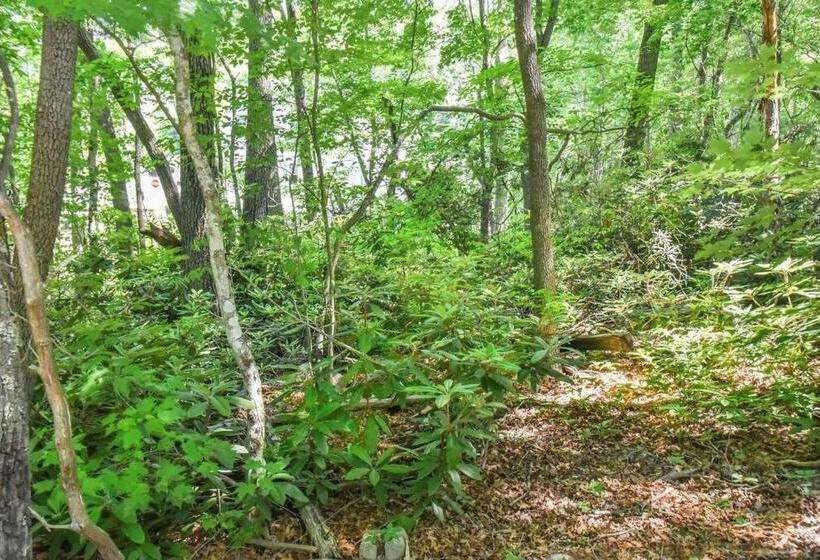 Black Mountain Beauty