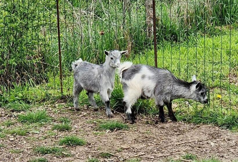 Domaine Des Gallinaces Chalet Sussex 2 4p